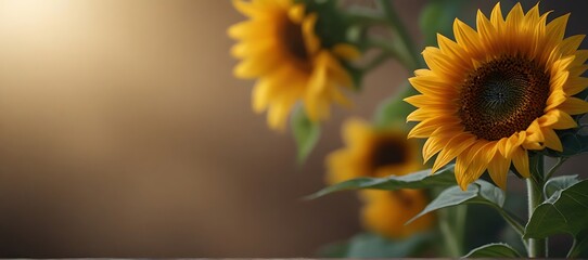 Beautiful Blooming Sunflower on blurred natural background