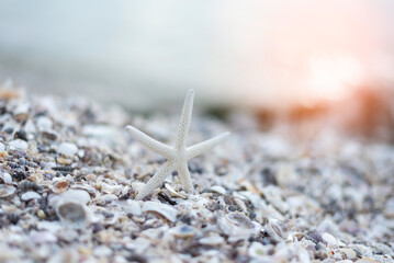 Starfish on beach background