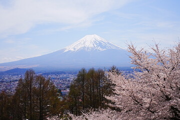 Mt. Fuji with Cherry Blossom or Pink Sakura Flower over Blue Sky in Yamanashi, Japan - 日本 山梨県 新倉山浅間公園 春の桜 富士山