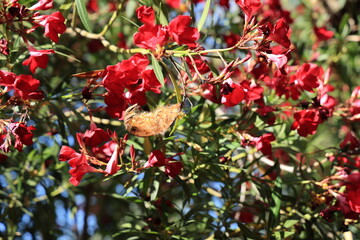 Dry and fluffy seeds of red oleander in opened pod ready to fly with a wind blow in spring