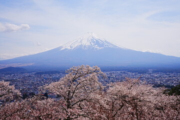 Mt. Fuji with Cherry Blossom or Pink Sakura Flower over Blue Sky in Yamanashi, Japan - 日本...