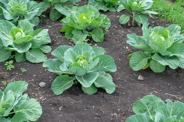 Cabbage in the garden. Rows of young growing cabbage in the garden.