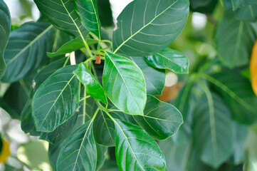 Artocarpus heterophyllus Lam, A heterophylla or jackfruit or jackfruit tree