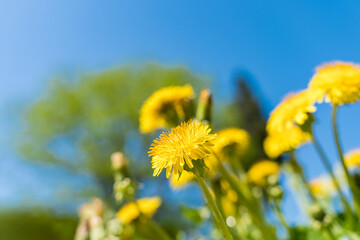 青空とタンポポ