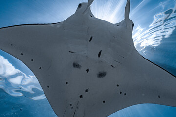 Ray manta in the clear water blue with the sun