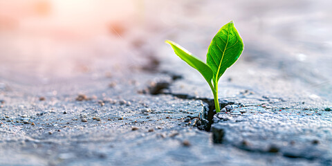 Small green growing plant on cracked dry soil global warming concept Abstract environment climate change plant with green leaves sprouting out of a hole in the sand - Powered by Adobe