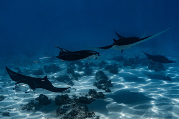 Rays manta in the water of the lagoon Polynesian maupiti