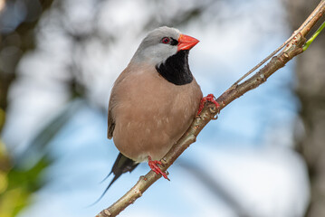Long tailed Finch