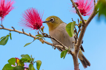 Japanese white-eyes