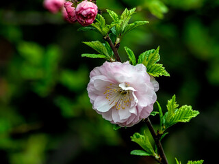 delicate pink sakura begins to bloom in the city garden