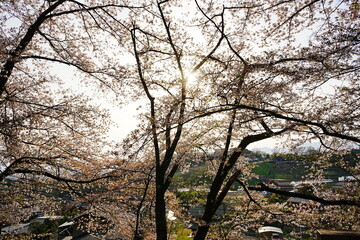 Path Surrounded by Sakura in Yamanashi, Japan - 日本 山梨 勝沼鉄道遺産記念公園 甚六桜公園 桜の道