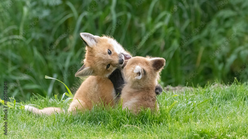 Wall mural A pair of baby foxes playing