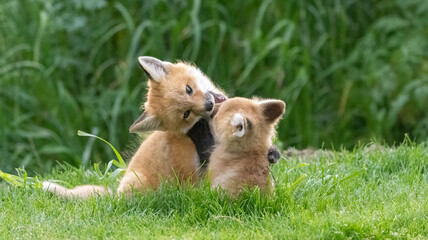 A pair of baby foxes playing
