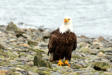 Bald eagle in coastal Homer Alaska United States