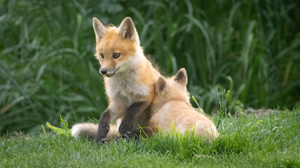 A pair of baby foxes playing