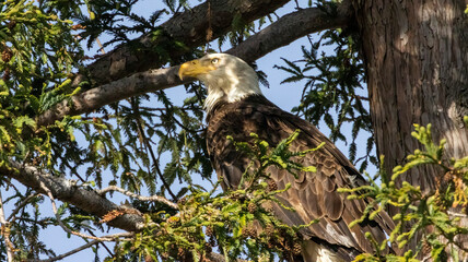 An American Bald Eagle in a redwood tree