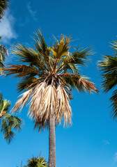 Palm Tree on Blue Sky.