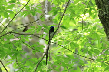 Japanese Paradise Flycatcher that has just crossed over