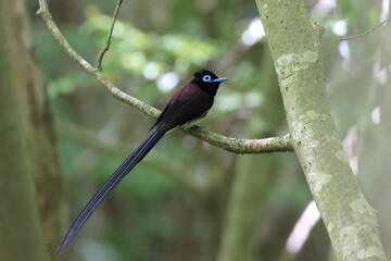 Fototapeta premium Japanese Paradise Flycatcher that has just crossed over