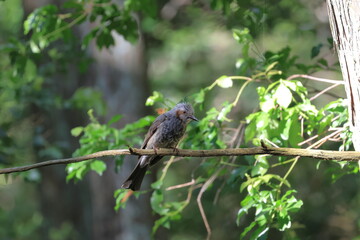 Relaxing Brown-eared Bulbul
