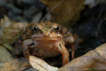 Poland, Boreorana sylvaticus - a species of amphibian from the frog family. Females are much larger...