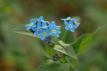 Forest forget-me-not Myosotis sylvatica Hoffm, Poland - a plant species belonging to the borage family.