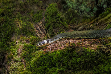Poland, snake Natrix natrix - a species of non-venomous snake from the Colubridae family. Grass snakes occur throughout Europe except Scotland, Ireland, the northern part of Scandinavia and Crete.