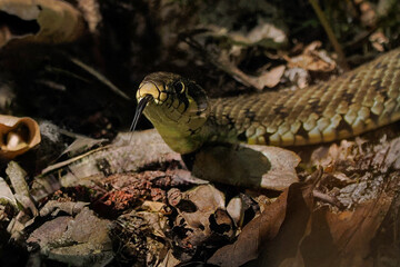 Poland, snake Natrix natrix - a species of non-venomous snake from the Colubridae family. Grass snakes occur throughout Europe except Scotland, Ireland, the northern part of Scandinavia and Crete.