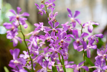 Beautiful pink orchid flower decoration in the tropical garden