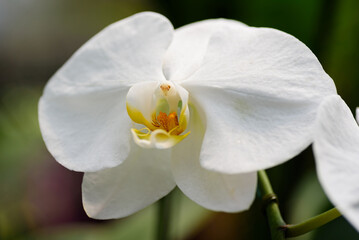 Beautiful white phalaenopsis orchid flower decoration in the tropical garden