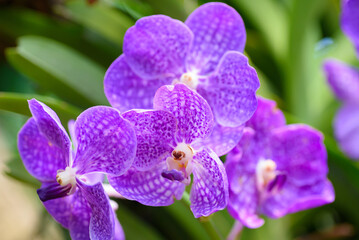Beautiful purple orchid flower decoration in the tropical garden