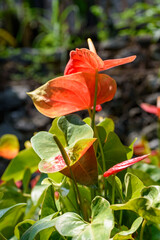 Anthurium flower decoration in the tropical garden