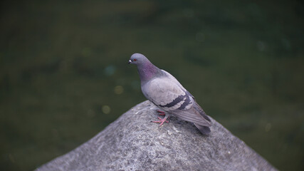 A pigeon sitting on a rock by the stream