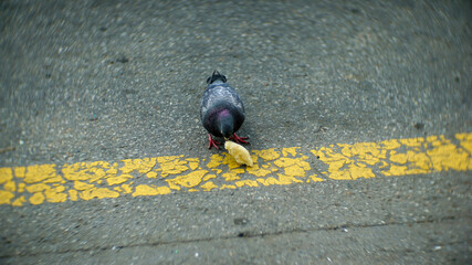 A pigeon pecking bread that fell on the road