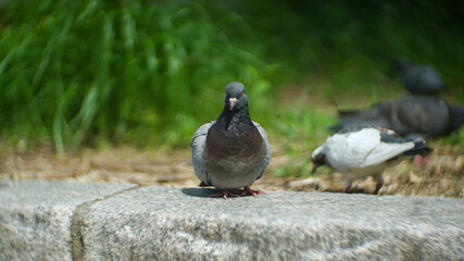 A sitting wild pigeon staring at the camera