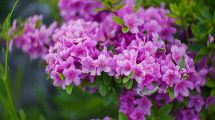 Obraz premium Korean rhododendron Flowers in the spring