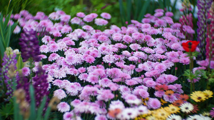 Many pink chrysanthemum flowers blooming on the spring garden
