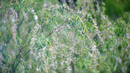 Natural white willow tree flowers