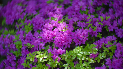Nature flowers of purple azalea