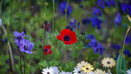 Red Anemone flower on the spring garden