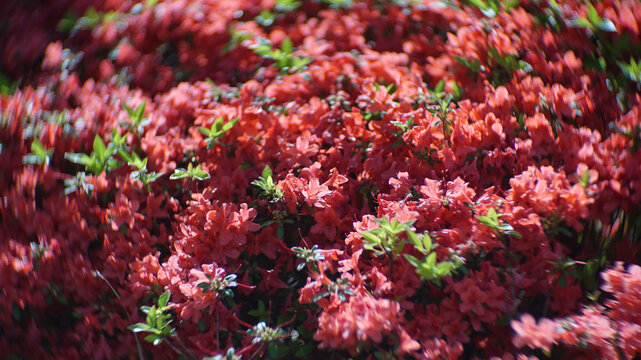 Nature plants of red Azalea flowers
