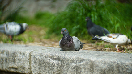 Wild pigeon sitting and resting