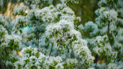 Natural white flowers of fringe tree
