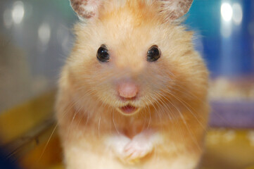 Close-up of a cute golden hamster