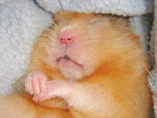 Golden hamster's most adorable sleeping face