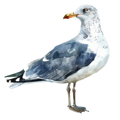 Obraz premium Larus is a large genus of gulls with worldwide distribution . Large White-headed Gulls