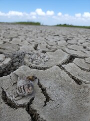 Tidal Flat Wetland