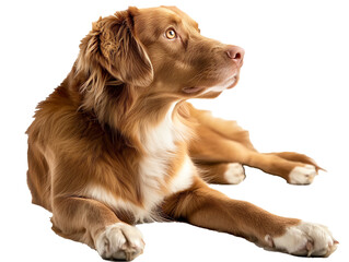 A Full Body Laying Dog with a Transparent Background PNG