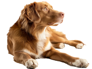 A Full Body Laying Dog with a Transparent Background PNG