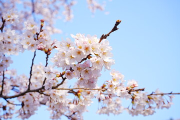 Beautiful Cherry Blossom or Sakura in Spring over Blue Sky, Japan, Copy space, Closeup - 日本 春...